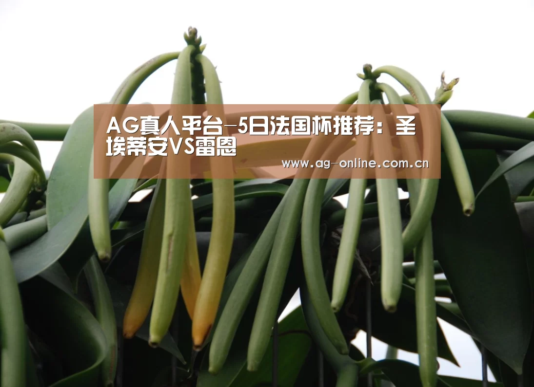 AG真人平台-5日法国杯推荐:圣埃蒂安VS雷恩(图2) AG真人平台